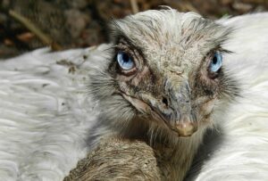 An In-Depth Look At The Rhea: The Giant South American Bird